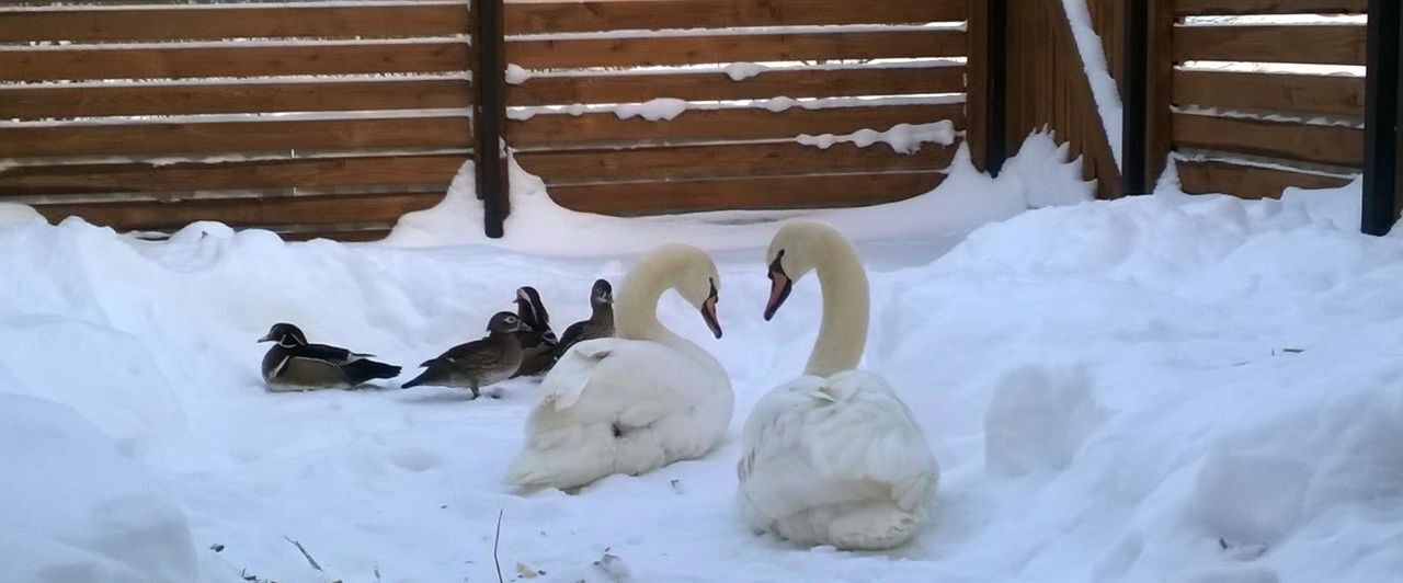 дом р-н Александровский д Дарьино Каринское муниципальное образование фото 28