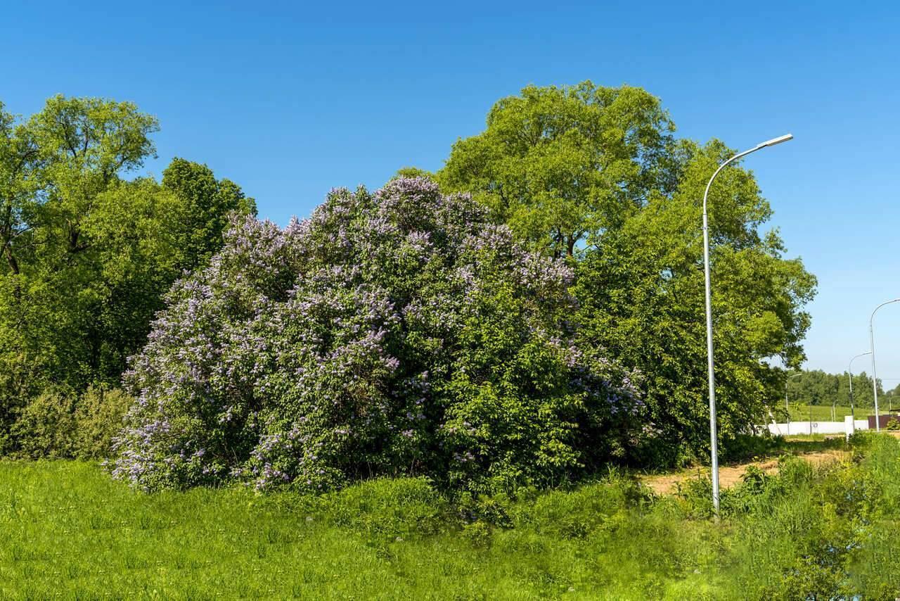 земля городской округ Истра п Глебовский 70, Карцево, городской округ Истра фото 5