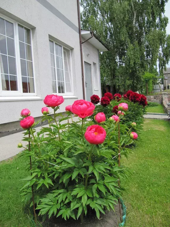 комната р-н Зеленоградский п Лесной ул Центральная 4а фото 4