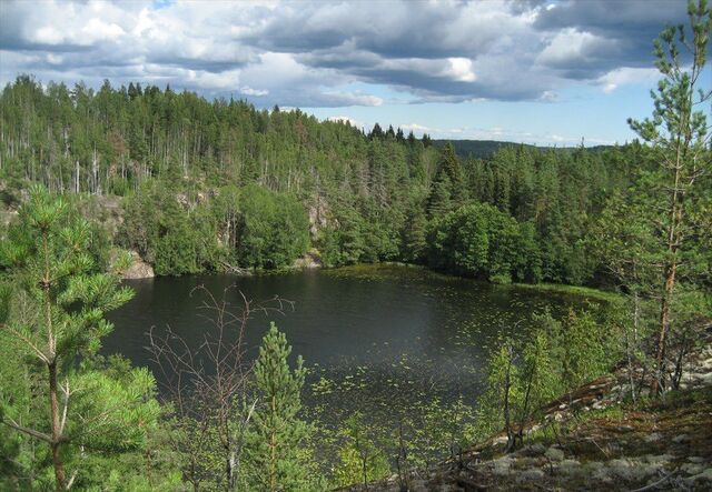 земля Куркиёкское сельское поселение, Ленинградская область, Кузнечное фото