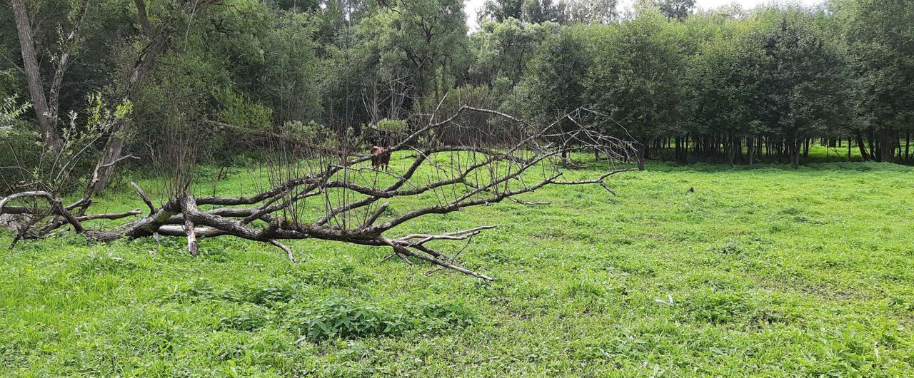 земля городской округ Одинцовский д Спасское Звенигород фото 15