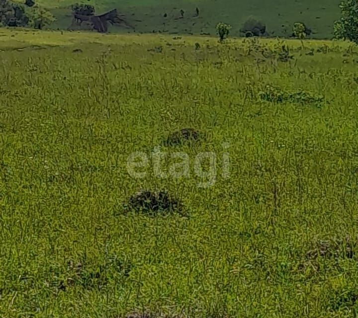 земля р-н Алтайский село Старобелокуриха фото 2