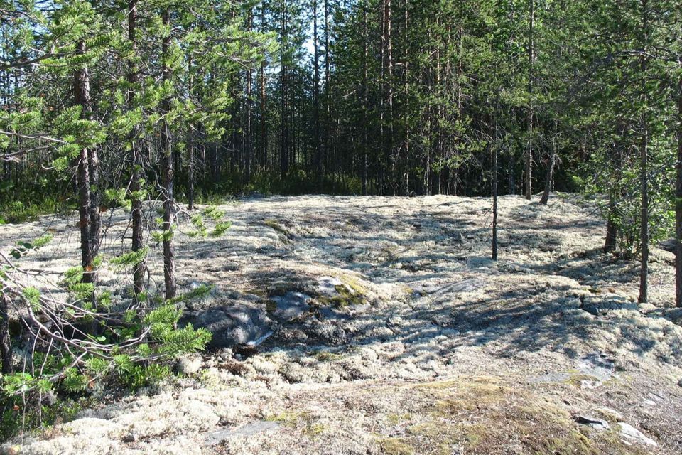 земля муниципальный округ Оленегорск, СНТ Ягельный Бор фото 1