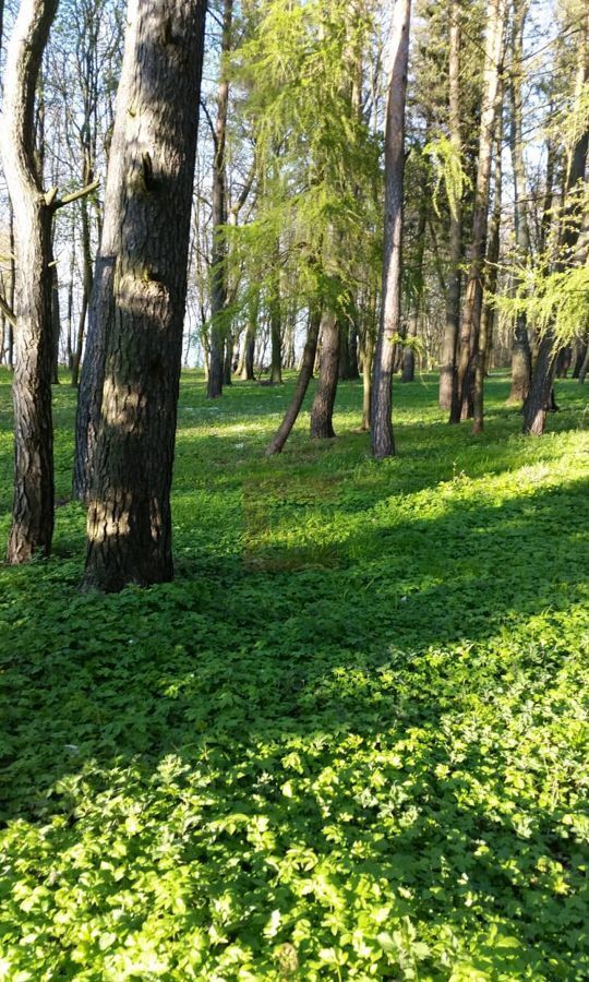 общепит, отдых р-н Светлогорский п Лесное ул Лесная 5 Светлогорск фото 7