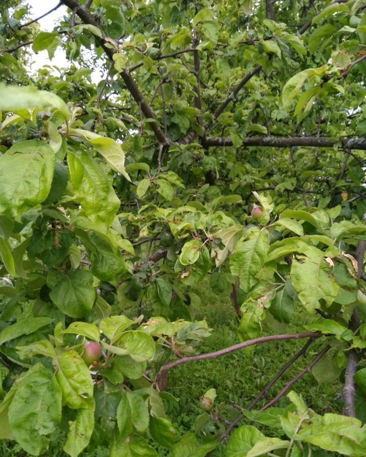 земля городской округ Раменский д Агашкино Бронницы фото 10