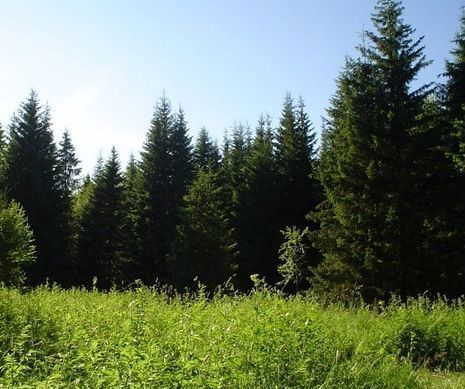 земля р-н Пермский снт Счастливая Поляна Уральский фото 2