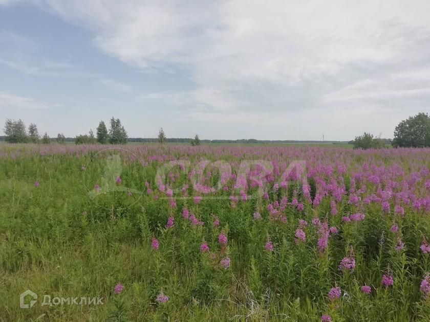 земля р-н Тюменский фото 3