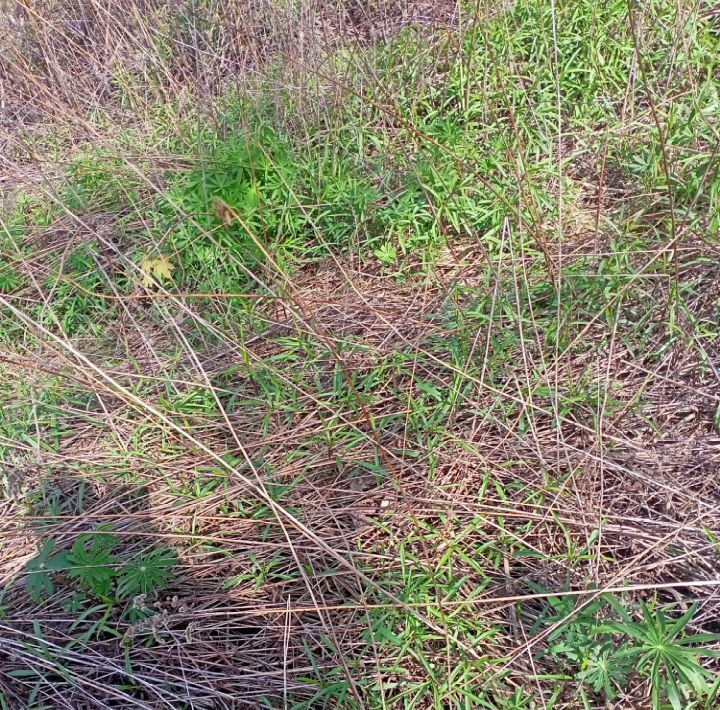 дом р-н Белгородский п Северный снт Юбилейное фото 10