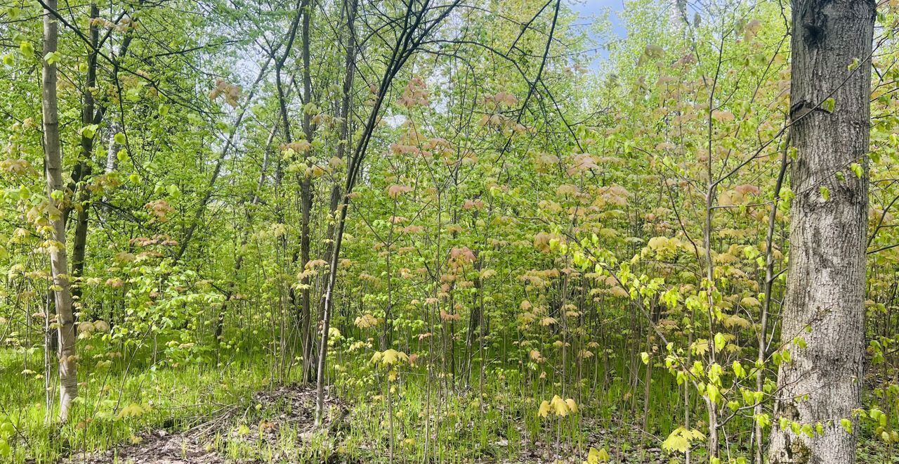 земля городской округ Одинцовский с Успенское ТСН Успенское, Горки-10 фото 8