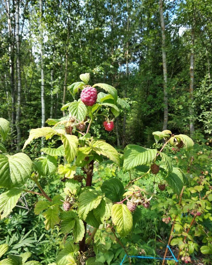 земля р-н Киржачский снт Крутые берега Лесной тупик, Киржач фото 1