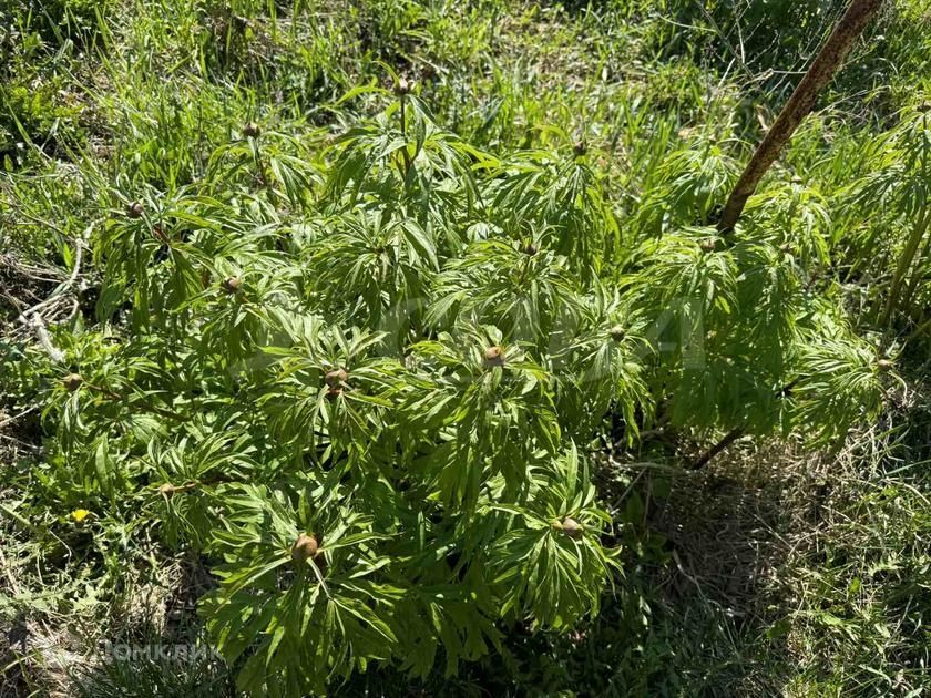 земля г Тюмень снт Автомобилист ул Рябиновая городской округ Тюмень фото 7