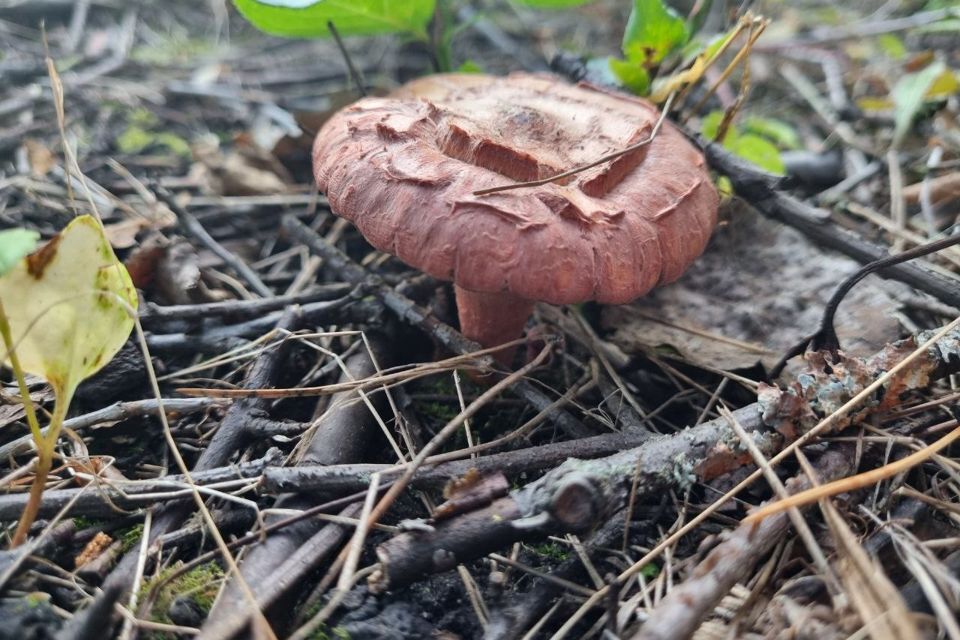 дом г Воронеж городской округ Воронеж, СНТ Большая Семья фото 9