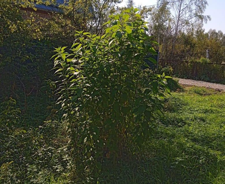 земля 2, Одинцовский городской округ, садоводческое некоммерческое товарищество Огонёк фото 10
