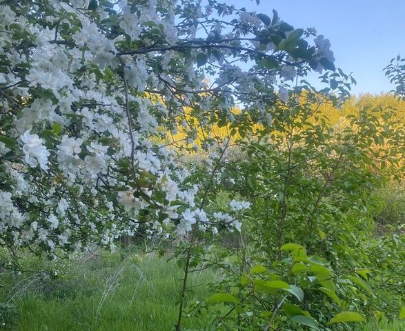 земля Копейский городской округ, садовые участки Курочкино-2 фото