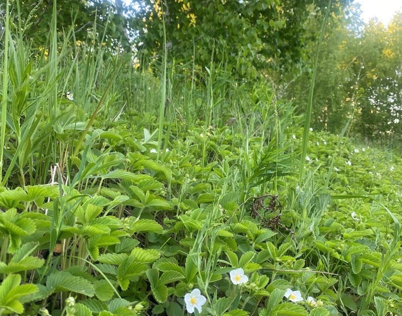 земля г Копейск Копейский городской округ, садовые участки Курочкино-2 фото 3