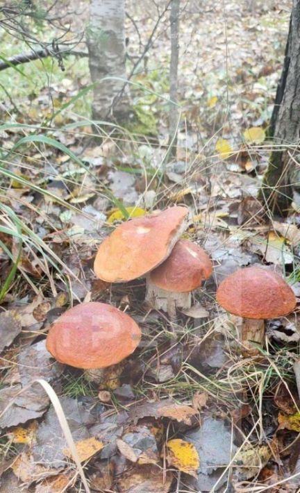 земля р-н Всеволожский снт Клубничное Всеволожское городское поселение, ул. Энергетиков фото 17