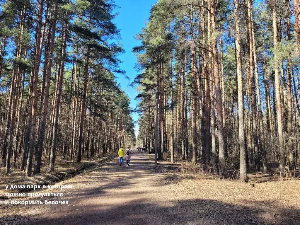 квартира Санкт-Петербург, Проспект Ветеранов, Народного Ополчения проспект, 149 фото 22