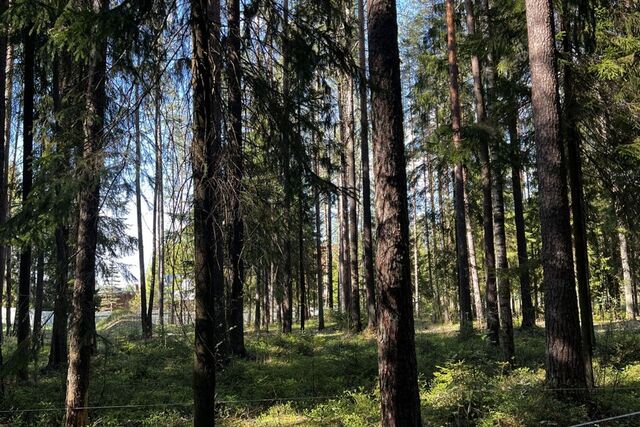 земля Курортный район фото