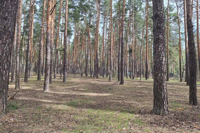 тер Пригородный Лес городской округ Тамбов фото