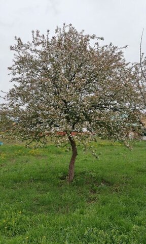 земля с Бижбуляк ул Жукова сельсовет фото