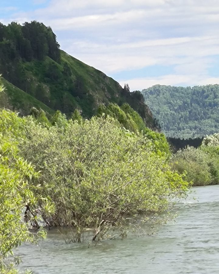 земля р-н Турочакский с Верх-Бийск Турочак фото 1