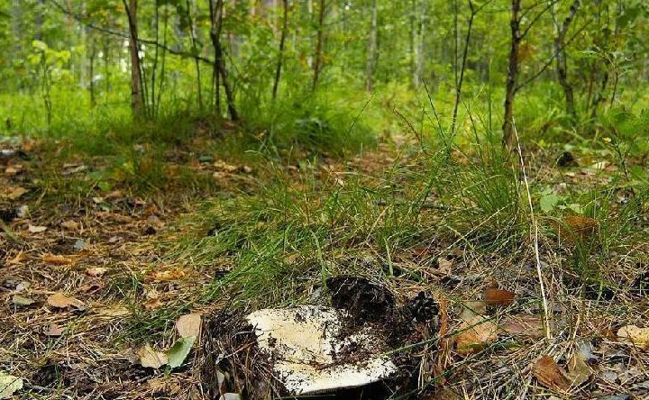 земля р-н Шелеховский п Большой Луг Большелугское муниципальное образование, СНТ Южное фото 4