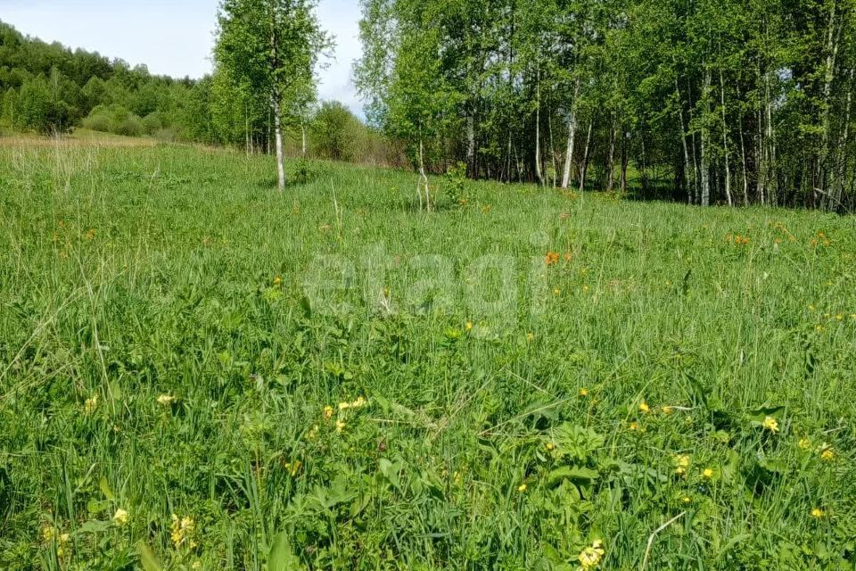 земля р-н Алтайский село Алтайское фото 2