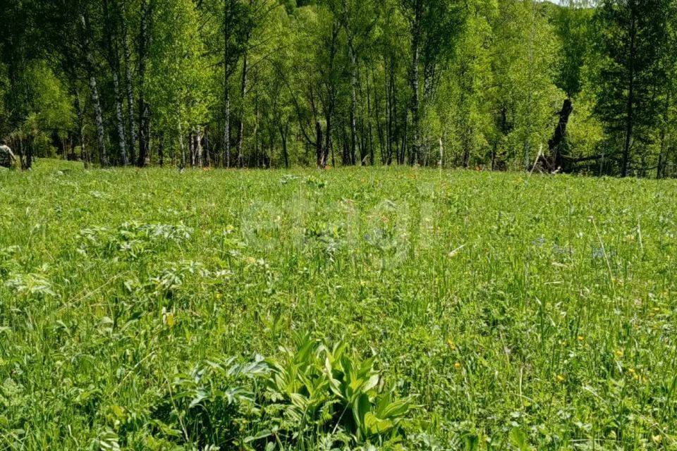 земля р-н Алтайский село Алтайское фото 5