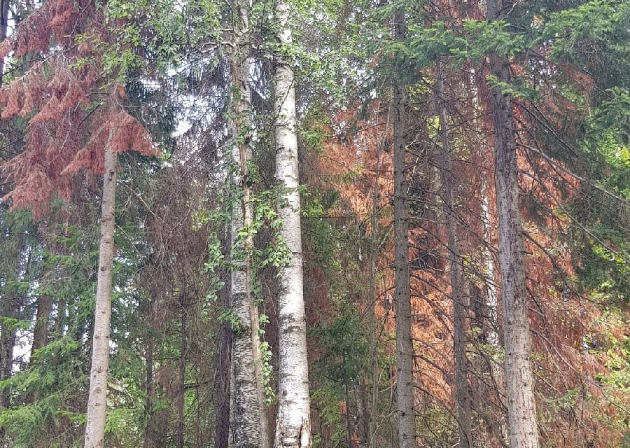 дом г Пермь городской округ Пермь, Орджоникидзевский район фото 10