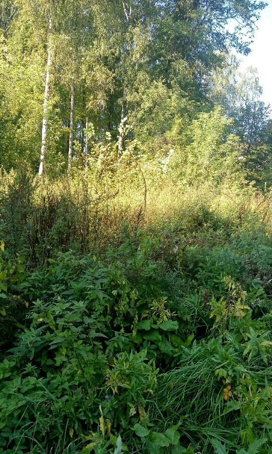 земля городской округ Наро-Фоминский д Залучное снт Внуково 93 км, 1, Верея, Киевское шоссе фото 2