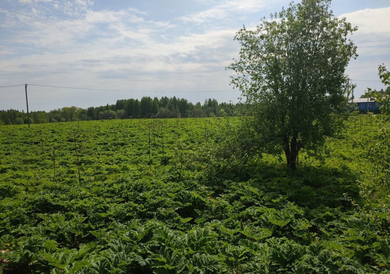 земля р-н Выборгский п Первомайское Рощинское городское поселение фото 4