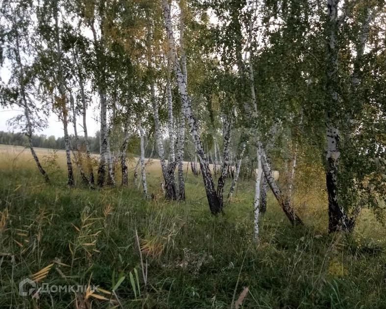 земля р-н Куртамышский село Песьяное фото 2