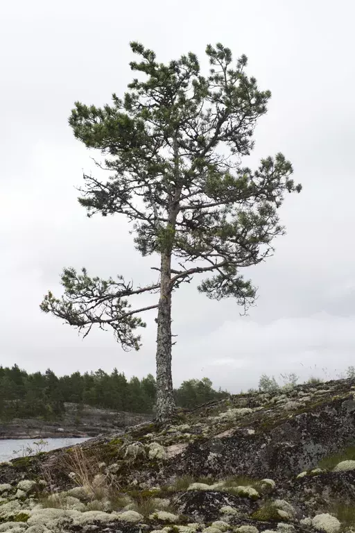 дом р-н Питкярантский д Кирконкюля - деревня, 11 фото 21