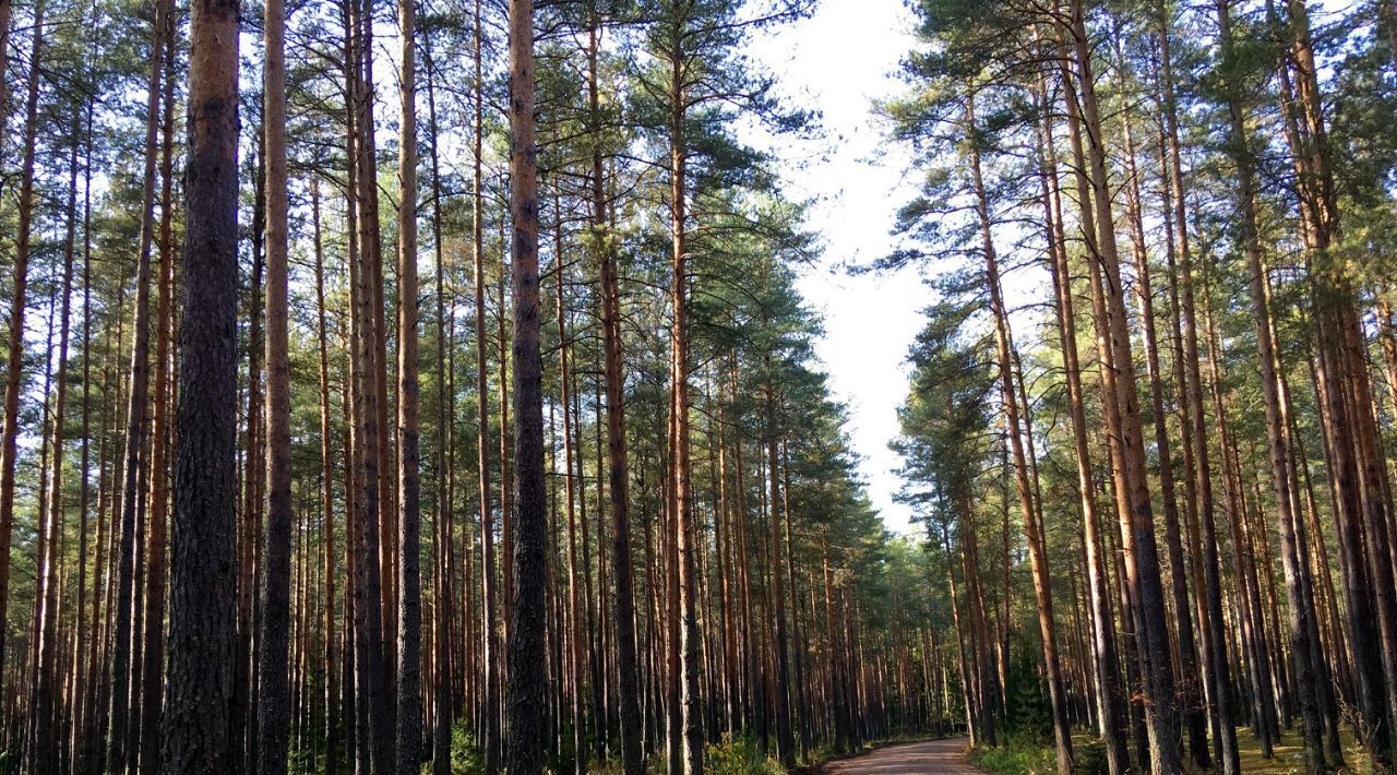 земля р-н Кирово-Чепецкий д Салтыки Сосновый берег кп, Пасеговское с пос фото 12