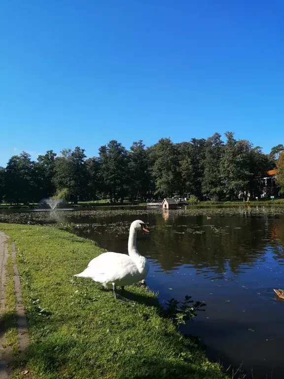 квартира р-н Зеленоградский г Зеленоградск ул Московская 68 фото 24