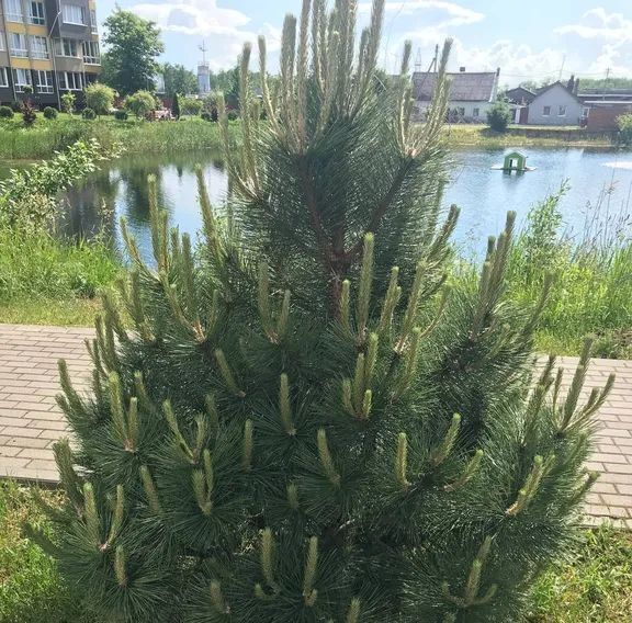 квартира р-н Зеленоградский г Зеленоградск ул Тургенева 14а фото 16