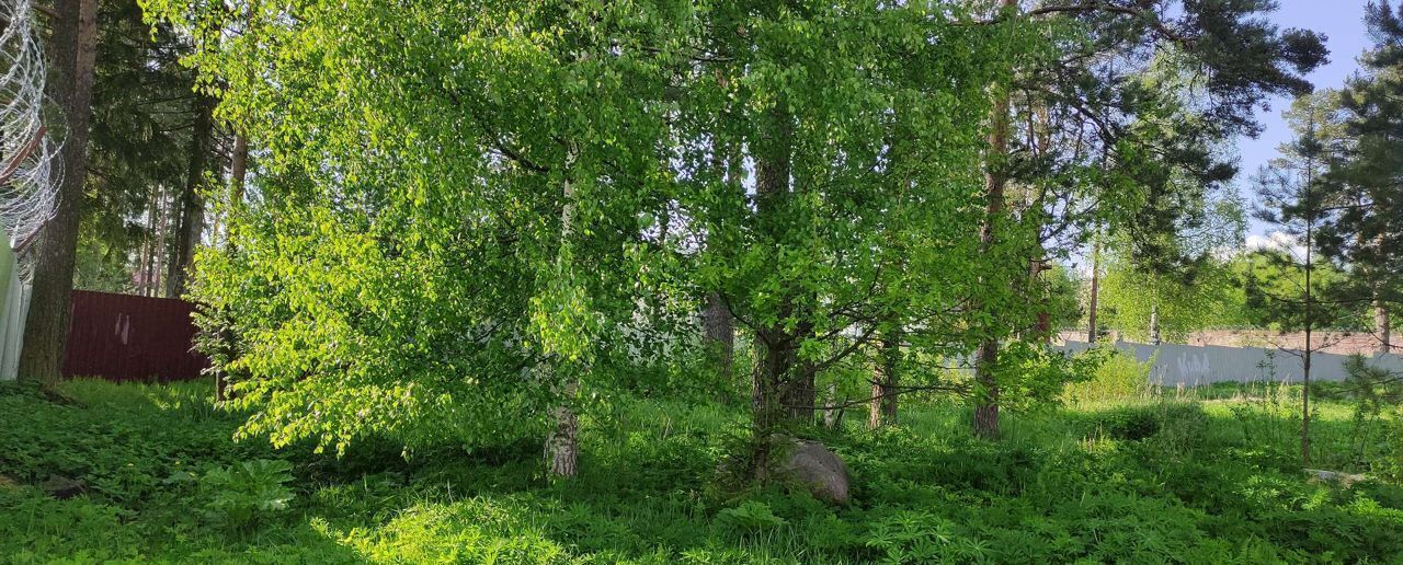 земля р-н Всеволожский г Сертолово Приозерское шоссе, 11 км, Сертоловское городское поселение, мкр-н Чёрная Речка фото 7