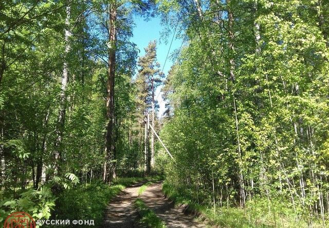 земля п Сосново Громовское сельское поселение, урочище Бобровка фото