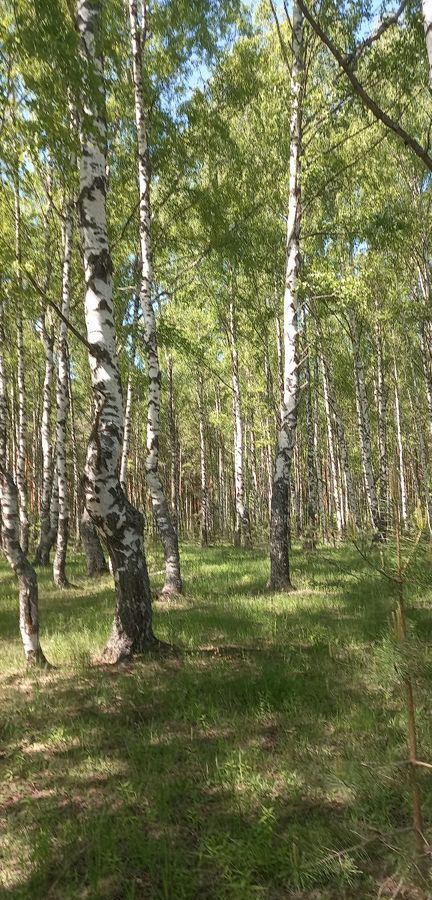 земля р-н Ардатовский с Канерга Дивеево фото 4