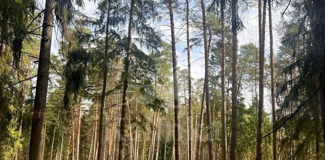 Лес Маслово кп, Одинцово фото