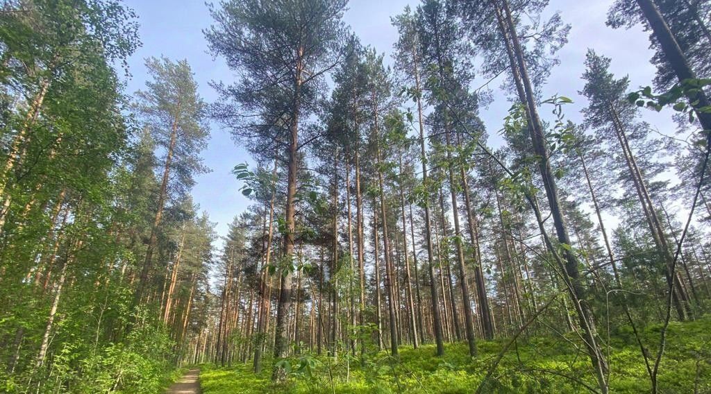 дом р-н Выборгский Полянское с/пос, Новое Приветное СНТ, Беговая фото 30