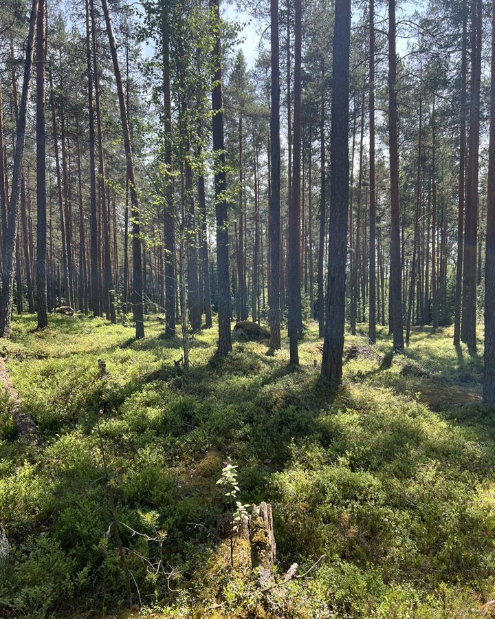 земля р-н Выборгский п Никифоровское Каменногорское городское поселение, Каменногорск фото 11