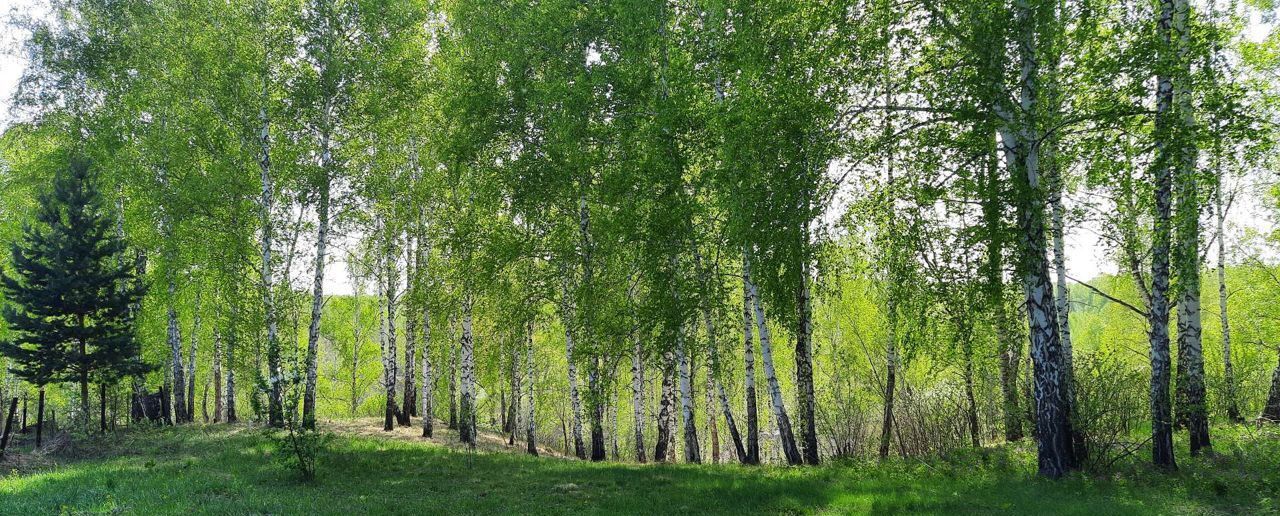 земля р-н Новосибирский снт Простор Раздольненский сельсовет, Сокур фото 1