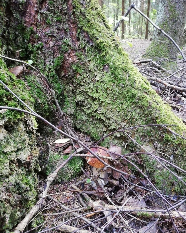 земля г Коломна СНТ Приозёрье, Озёры фото 3