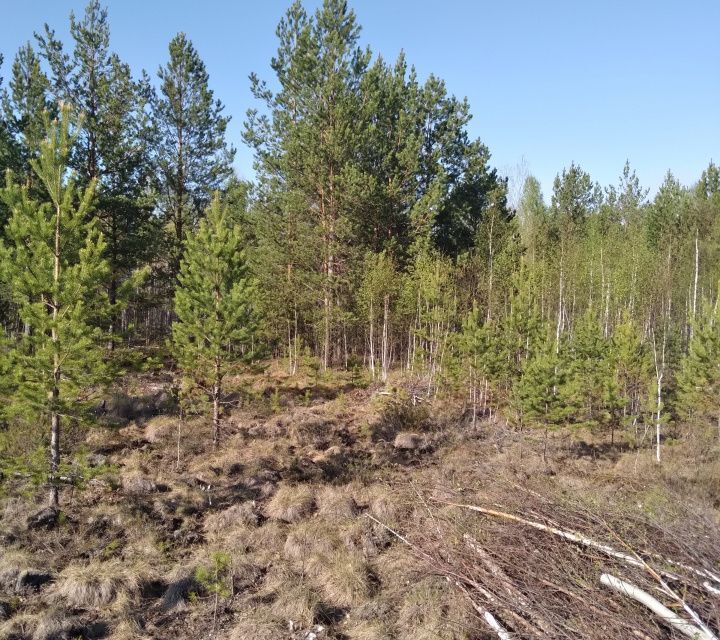 земля городской округ Верхняя Пышма, посёлок Кедровое фото 3