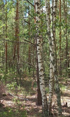 Мурминское сельское поселение, садоводческое товарищество Станок фото