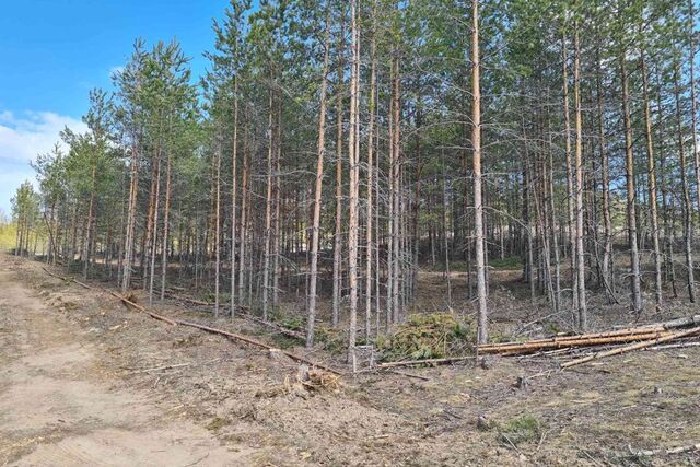 земля тер. ТСН Фортуна Янтарный проезд, Выборгский район фото