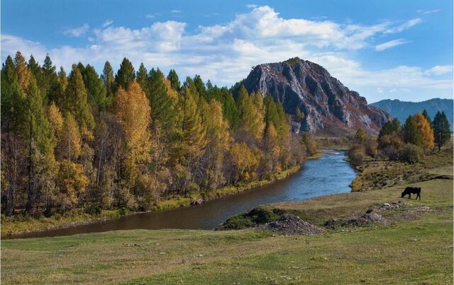 с Коргон Алтайский край, Чарышское фото