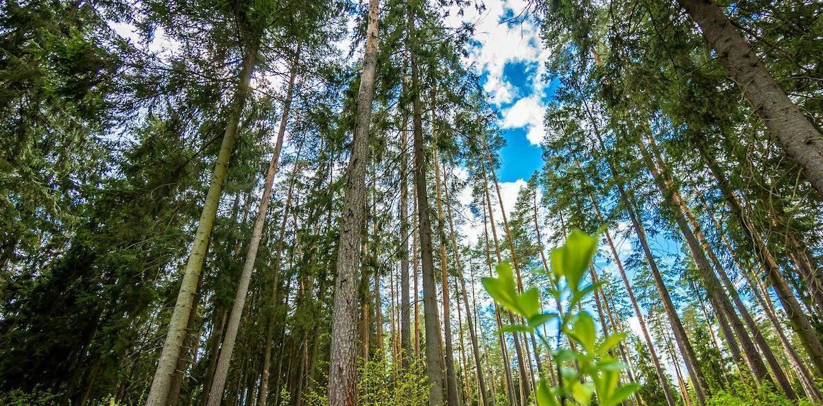 земля городской округ Одинцовский д Солослово КИЗ, Одинцово, Горки-8 фото 3