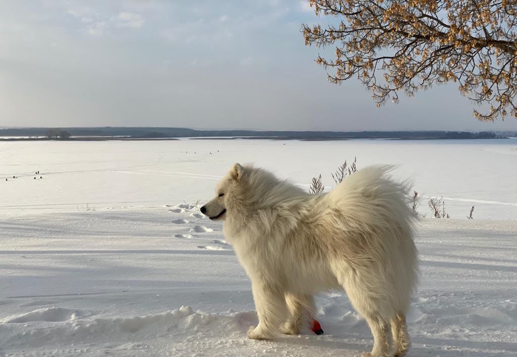 земля р-н Звениговский д Мари-Луговая Исменецкое сельское поселение, Волжск фото 1